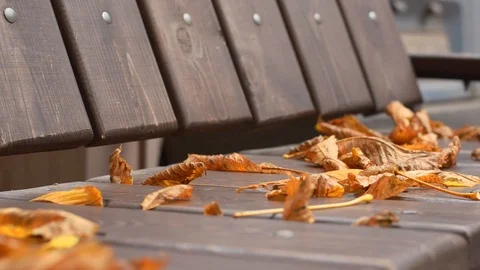 Fallen chestnut leaves on a park bench. Stock Footage 119560185