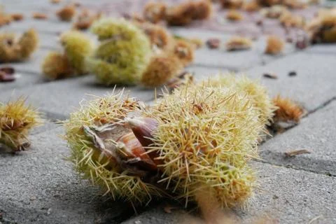 Fallen chestnut Stock Photos