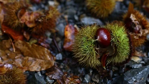 Fallen chestnuts in autumn Video stock 164379444