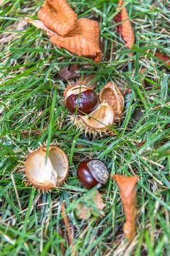 Fallen chestnuts on the ground in a park Stock Photos