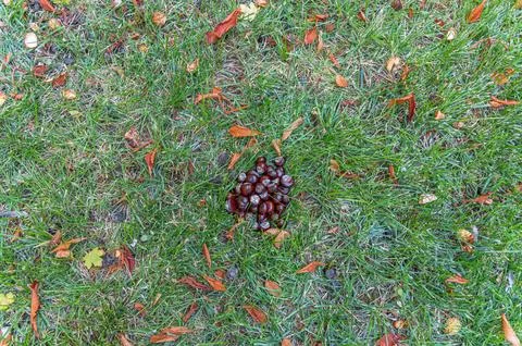 Fallen chestnuts on the ground in a park Stock Photos