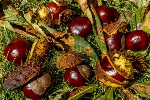 Fallen chestnuts in an open shell lying in the grass. Beautiful autumn fruits Stock Photos
