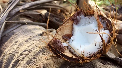Fallen coconut, coconut pulp, ant eat coconut Stock Footage 101799931