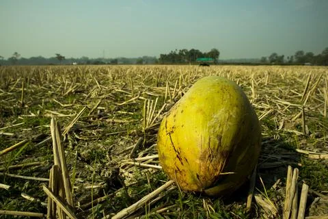 A fallen coconut damaged by the squirrels. Stock Photos