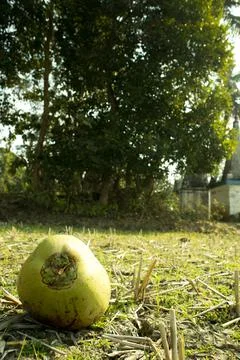 A fallen coconut damaged by the squirrels. Stock Photos