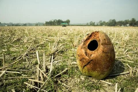 A fallen coconut damaged by the squirrels. Stock Photos