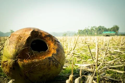 A fallen coconut damaged by the squirrels. Stock Photos