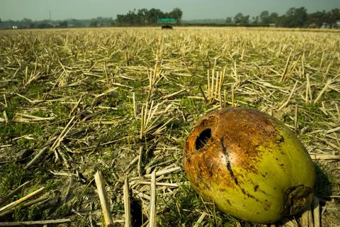 A fallen coconut damaged by the squirrels. Stock Photos