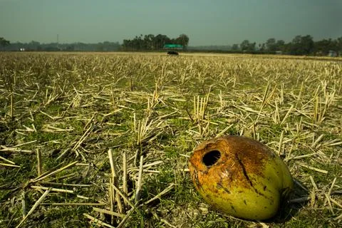 A fallen coconut damaged by the squirrels. Stock Photos