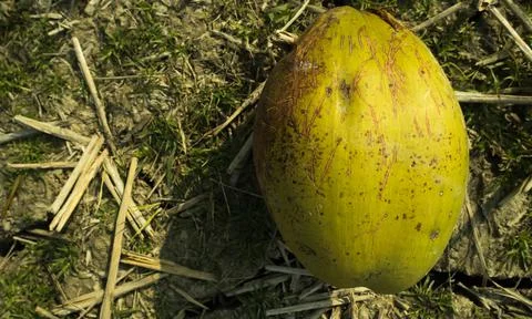 A fallen coconut damaged by the squirrels. Stock Photos