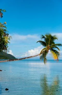 Fallen Coconut Tree hanging horizontal over The blue Ocean at a beach in Raja Stock Photos