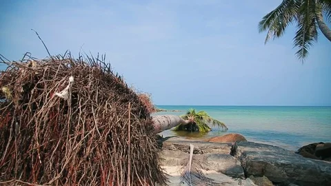 Fallen coconut tree on the tropical island Stock Footage 75464677