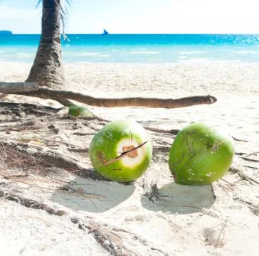 Fallen coconuts Stock Photos