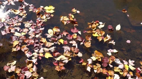 Fallen colored leaves floating on the bright blue water surface. Shadows cast Stock Footage 219691479