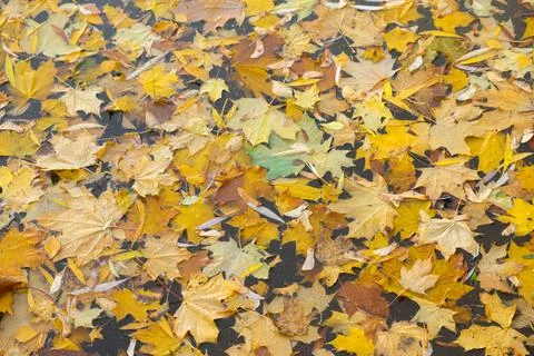 Fallen colored leaves on the water surface. Colorful autumn background. Foto stock