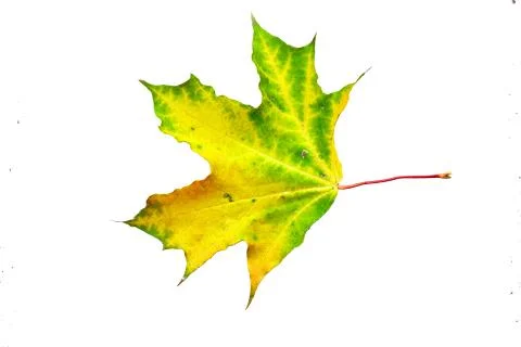 Fallen colourful autumn maple leaf isolated Foto stock