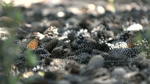 Fallen cones in the park Stock Footage 221274588