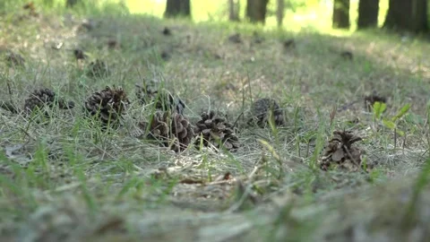 Fallen cones in the woods 库存影片 153603100