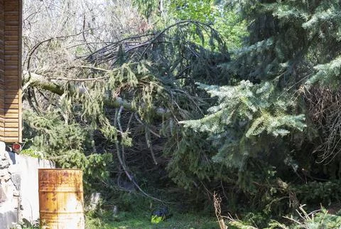 Fallen conifer tree at cottage. Foto stock