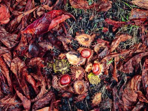 Fallen conker in its shell from a horse chestnut tree (Aesculus hippocastan.. Stock Photos
