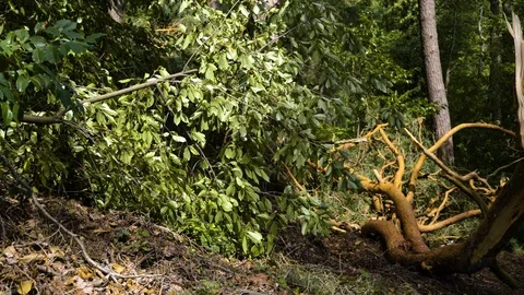 Fallen dangerous tree after speedy wind Video stock 94361075