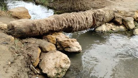 Fallen Date Palm Trunk Used as a Natural Bridge Over a Small Stream with Rocks Stock Photos