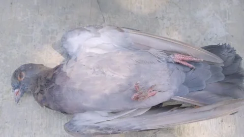 Fallen Dead Bird on the Ground Stock Footage 344832669