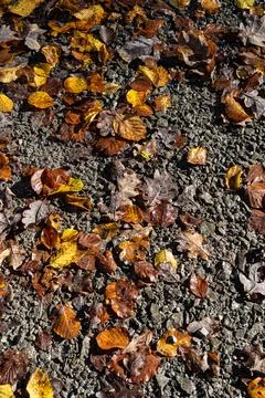 Fallen dead leaves on the gray ground Stock Photos