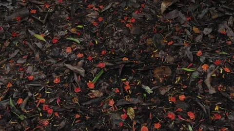 Fallen dead leaves on the ground and soil. Stock Footage 340048808