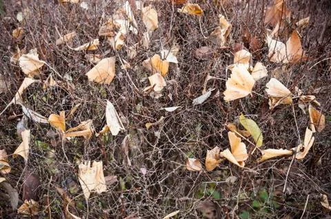 Fallen dead leaves Stock Photos