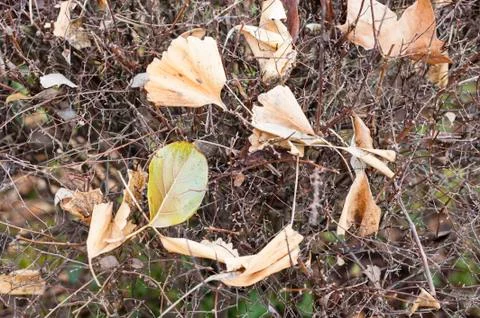 Fallen dead leaves Stock Photos