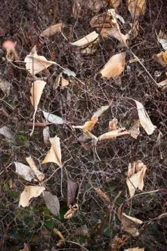 Fallen dead leaves Stock Photos