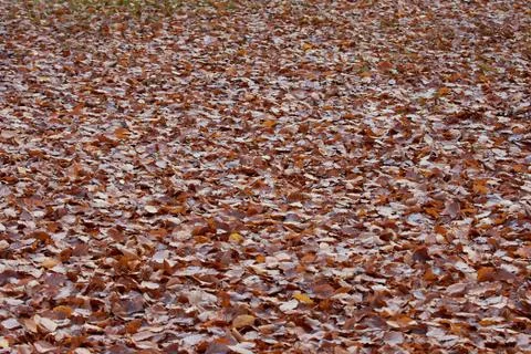 Fallen dead leaves Stock Photos