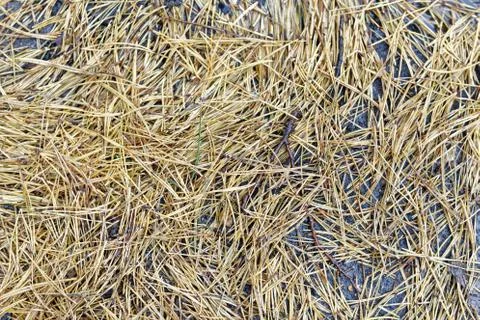 Fallen dead pine needles on the ground. Cloudy weather, autumn. Stockfoto's