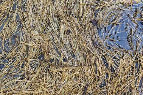 Fallen dead pine needles on the ground. Cloudy weather, autumn. Stock Photos