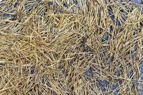 Fallen dead pine needles on the ground. Cloudy weather, autumn. Stock Photos