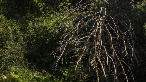 Fallen Dead Tree with Bare Branches in Dense Forest Vegetation Фото