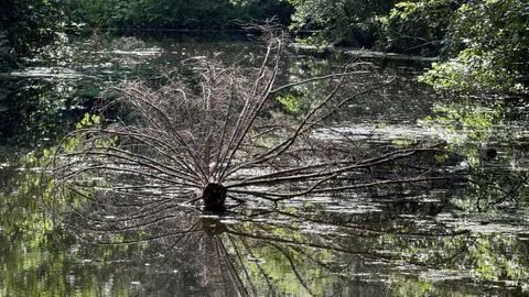 Fallen dead tree with bare branches lying in a calm forest pond reflecting on Stock Photos