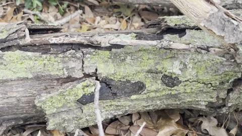 Fallen dead tree branch with moss Stock Footage 315782545