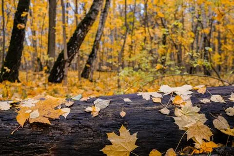 Fallen dead tree in the forest and wet autumn leaves adhered to its trunk. Co Stock Photos