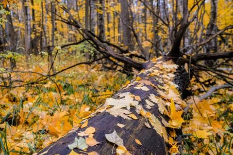 Fallen dead tree in the forest and wet autumn leaves adhered to its trunk. Om Stock Photos