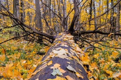 Fallen dead tree in the forest and wet autumn leaves adhered to its trunk. Om Stock Photos