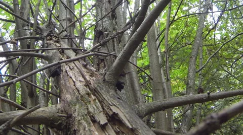 Fallen dead tree in the forest Stock Footage 67894746
