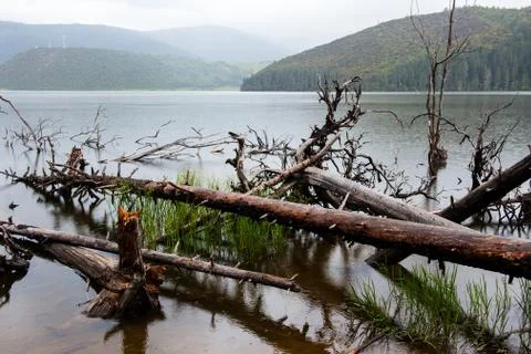 Fallen dead tree in the lake Stock Photos