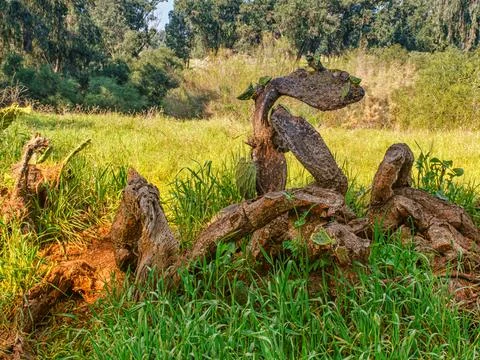 Fallen dead tree in the middle of grass yard Stock Photos