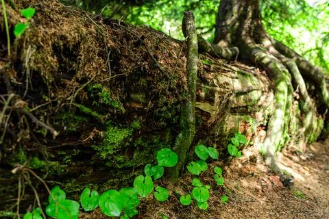 A fallen dead tree, mosses, and various plants grow on an old trunk in a Ol.. Фото