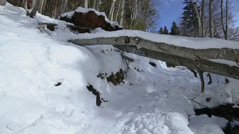 Fallen dead tree over footpath hiking trail Stock Footage 147294035
