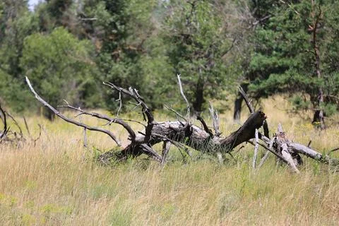 Fallen dead tree trunk with gnarled branches lying in dry grass Stock Photos