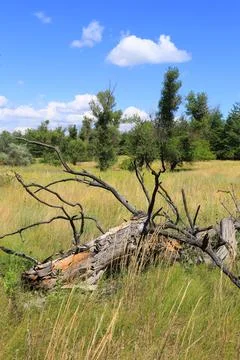 Fallen dead tree trunk with gnarled branches lying in a grassy field Stock Photos