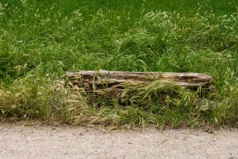 Fallen dead tree trunk in a wheat field Stock Photos